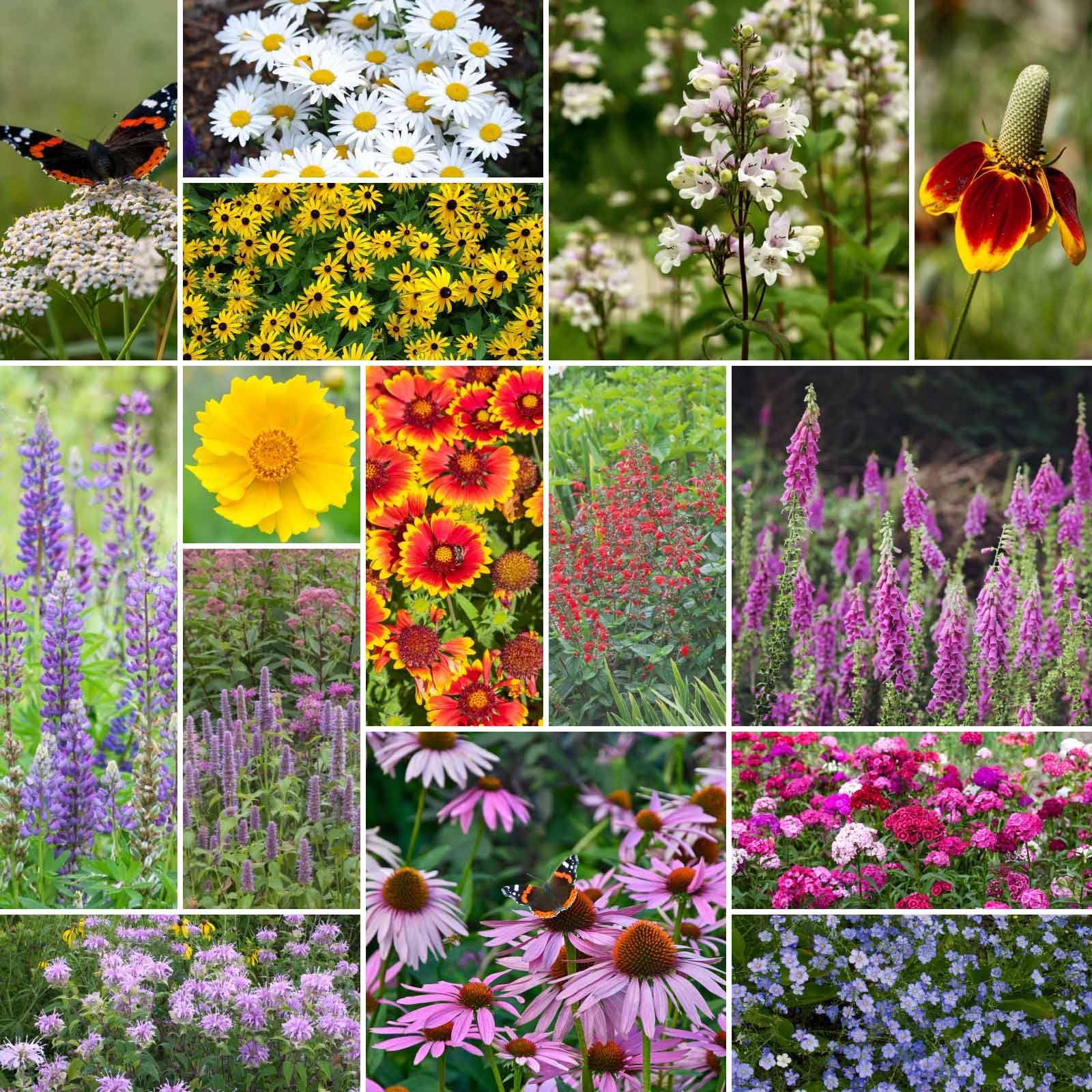 Eden Brothers Deer Resistant All Perennial Wildflower Mixed Seeds for Planting, 1/4 lb, 120,000+ Seeds with Sweet William | Attracts Pollinators, Plant in Spring or Fall, Zones 3, 4, 5, 6, 7, 8, 9, 10