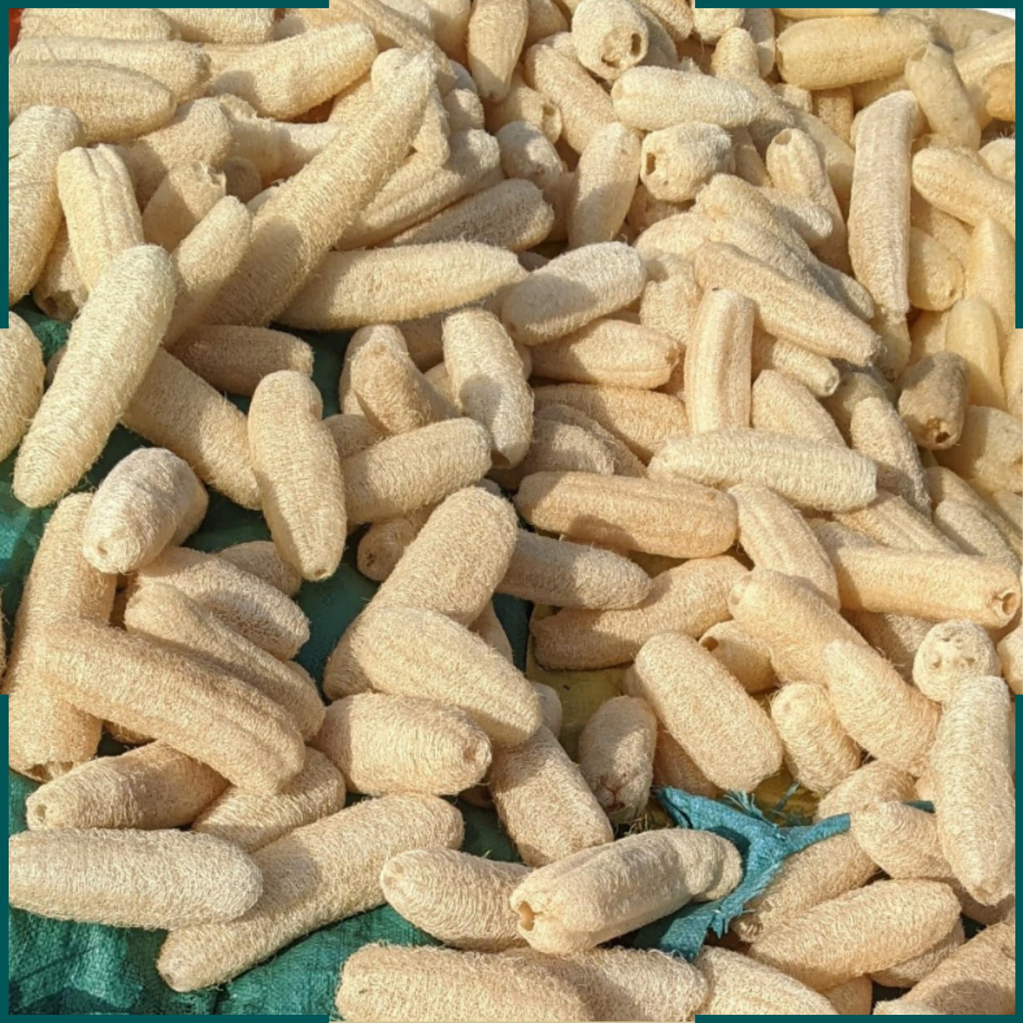 Esponja vegetal natural (5 a 7 pulgadas), esponja exfoliante corporal de lufa, esponja de lufa, esponja de lufa, lufa, lufa entera (paquete de 5)