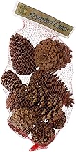 Winter Woods Cinnamon Scented Pinecones 12-14/Pkg, Large