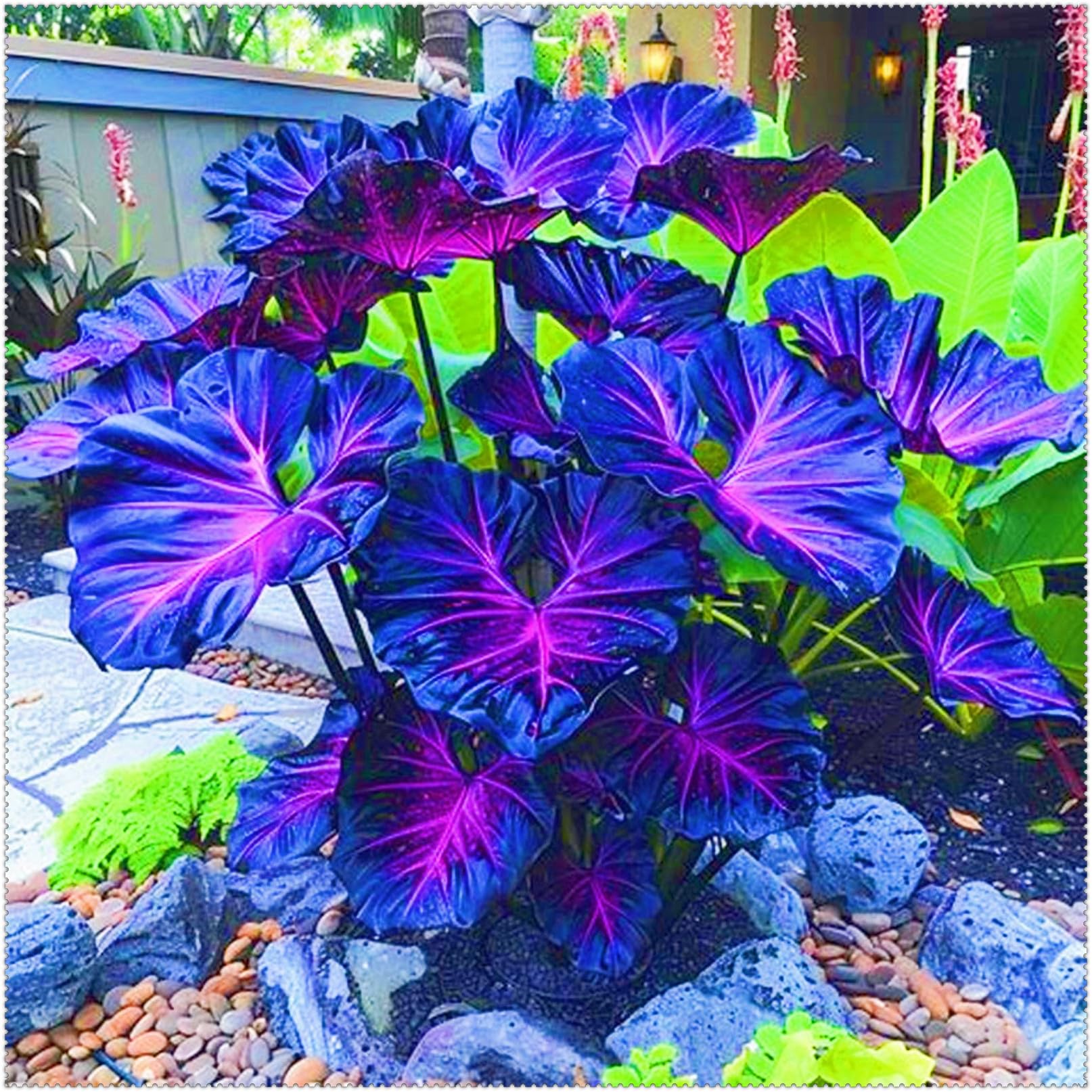 Elephant Ear Plant Ornamental Flowers/Plant Bulbs/Hardy Perennial/Wedding Flowers-5bulbs-f