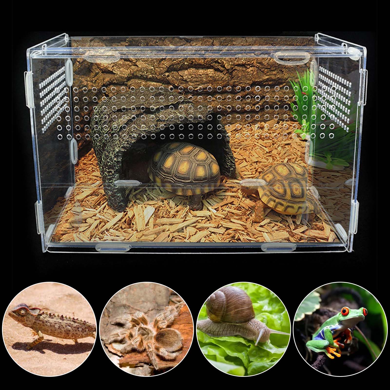 Boîte d'alimentation pour reptiles en acrylique - 20 x 12 x 12 cm - Mini terrarium transparent - Avec tweezer en acier inoxydable - Transparence totale à 360 ° - Pour petits reptiles et araignées