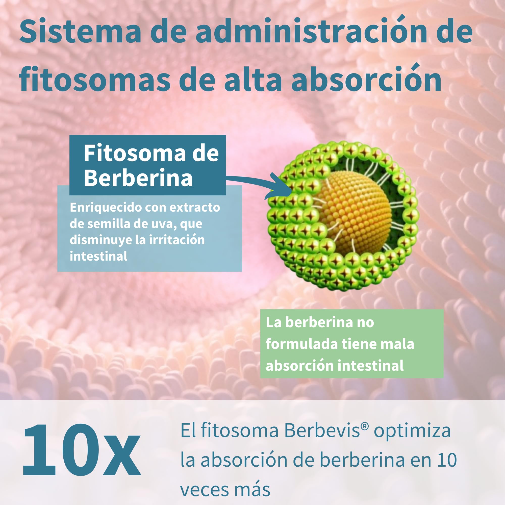 Igennus Berberina 550 mg Fitosomada, Acción Dual con Picolinato de Cromo, Alta Absorción, Control de la Glucosa, Extracto Estandarizado, Ingredientes Puros, 60 Cápsulas Veganas
