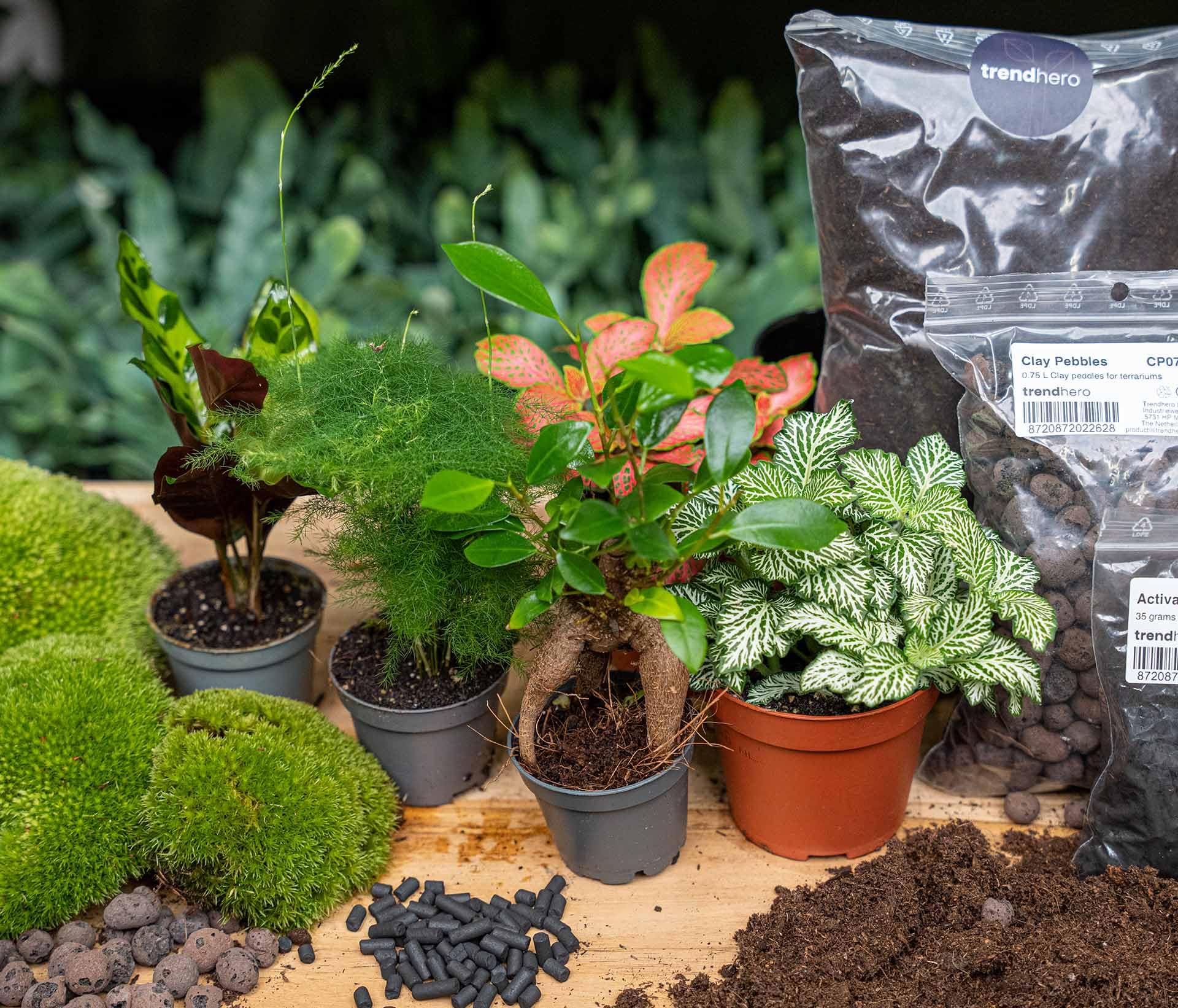 Planten Terrarium Paket – 5 Terrarium Pflanzen, Nachfüll- & Startset für DIY Terrarium, Mini Ökosystem