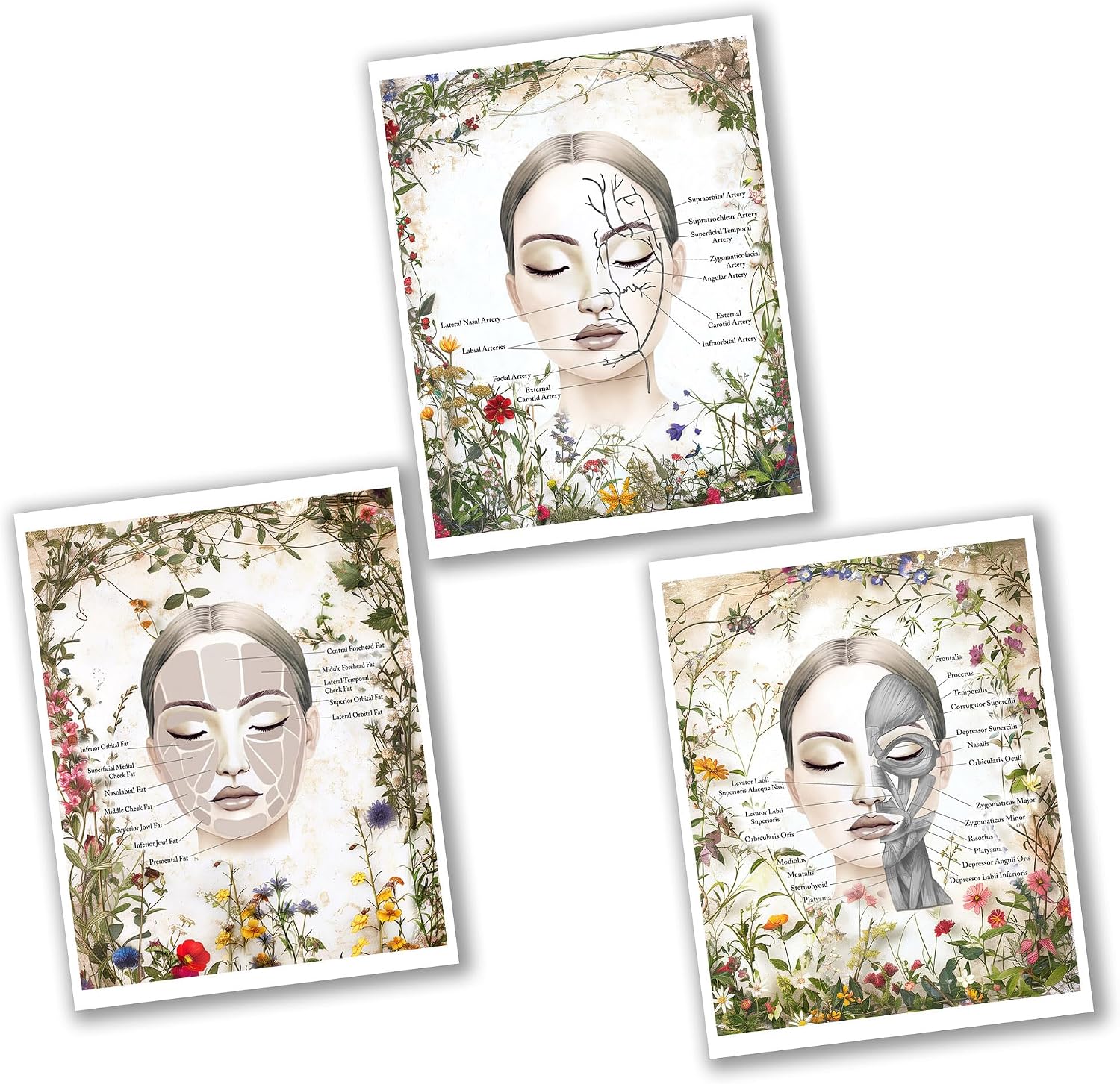 Gnosis Picture Archive Face Anatomy Facial Fat Pad, Muscles, Blood Vessels Set of 3 Art Unframed Art Prints for Med Spa Decor, Beauty Salon Skincare Clinic Wall Decor.