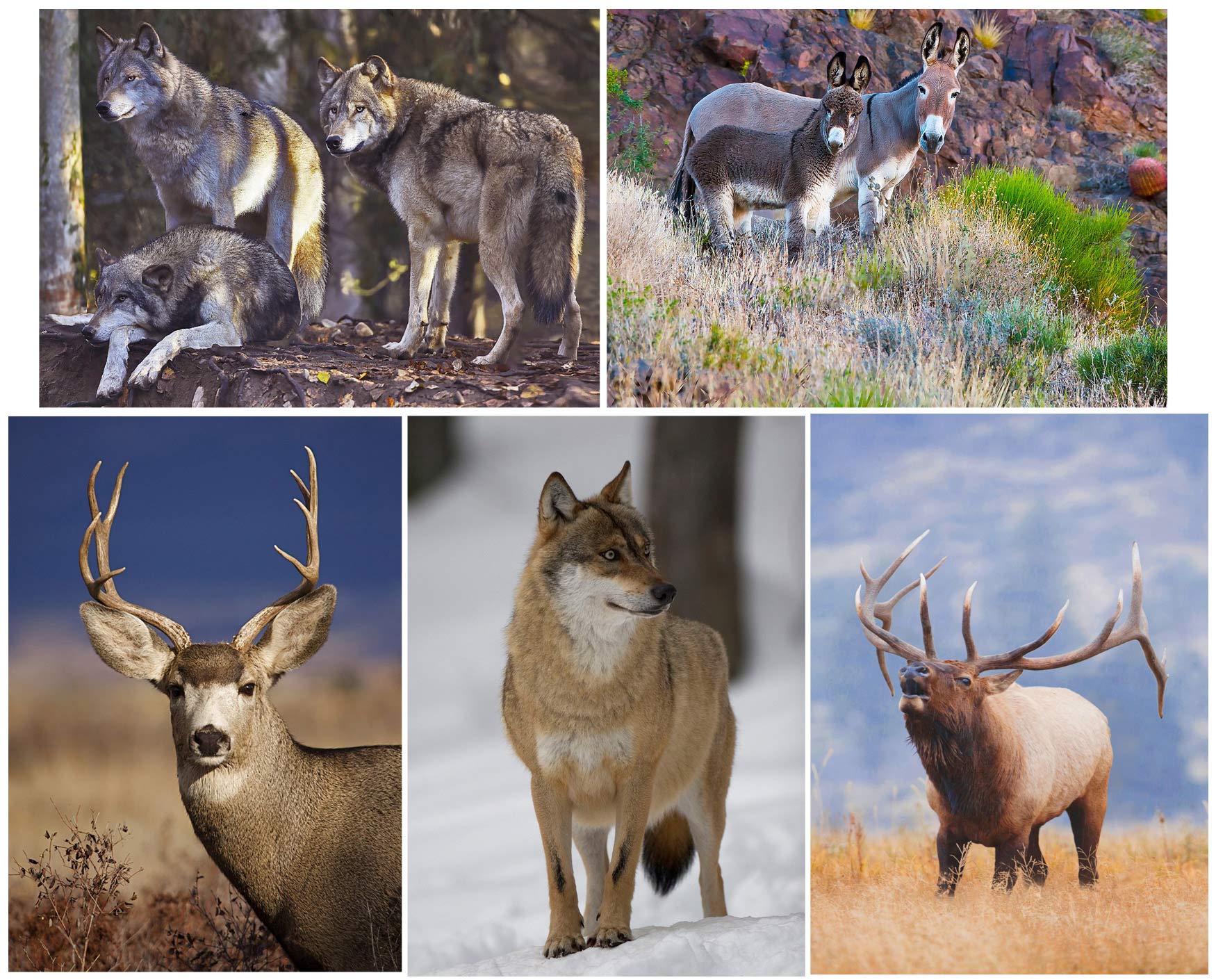 Wild Animals - Deer, Gray Wolf, Elk, Burro - 5 Lenticular 3D Postcard Greeting Cards