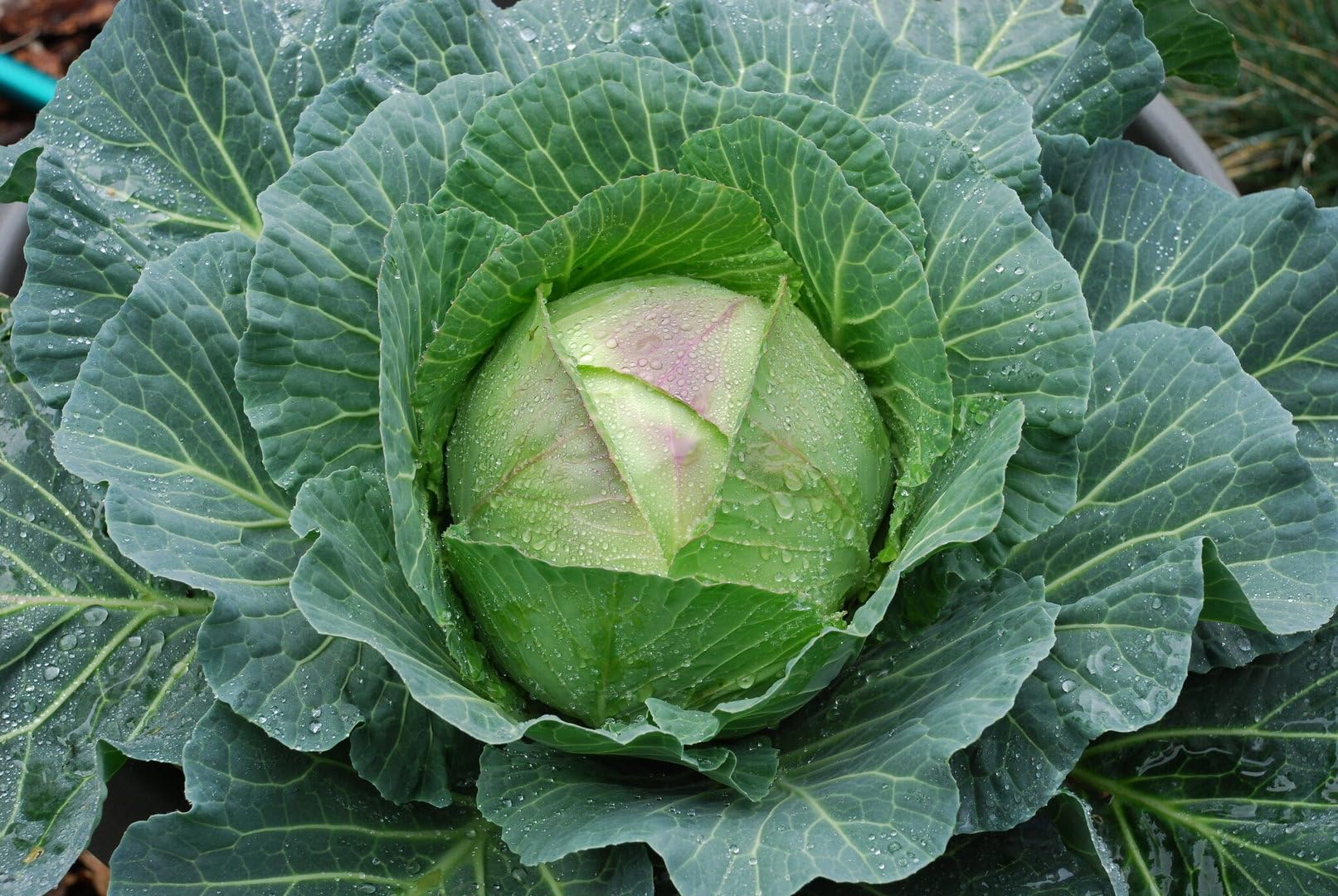 Viridis Hortus - Robin F1 (Winter) Cabbage - 80 Vegetable Seeds - January King Type 1.0-2.0kg