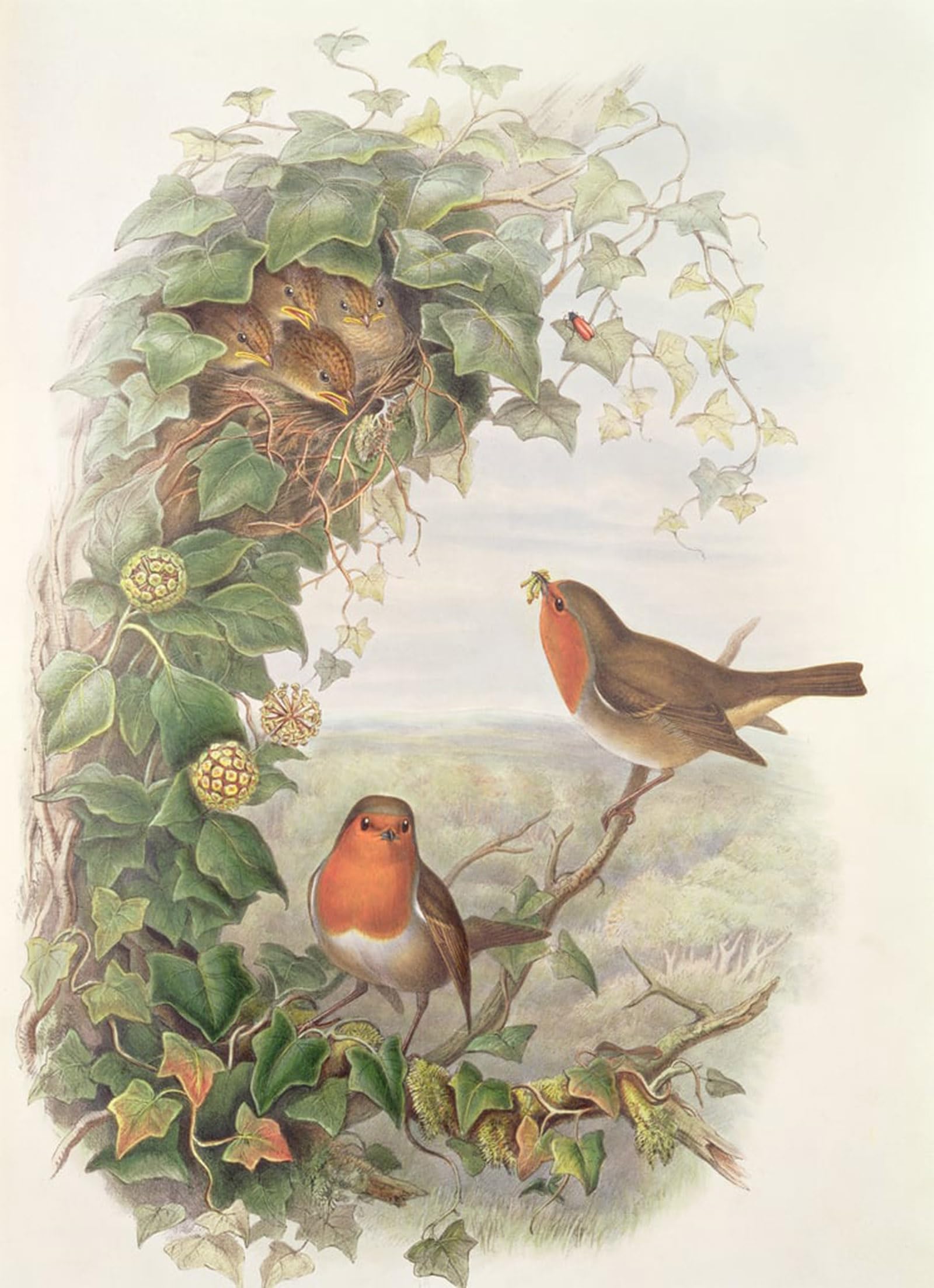 ARTXLXXBN Famous Prints Artwork Pictures Poster Painting Art Animal Bird Robin by John Gould Artwork Landscape Pictures for Home Decor 60x90cm