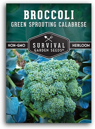 Survival Garden Seeds - Brócoli calabrés germinante verde para plantar - 2 paquetes con instrucciones para plantar y cultivar deliciosos