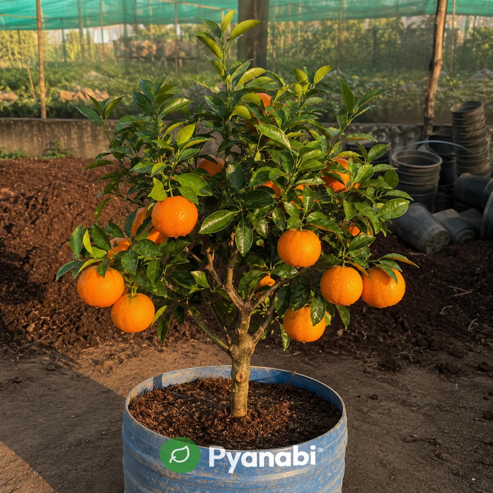 Meyer Lemon Plant - Grow Your Own Citrus! -14