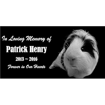 guinea pig remembrance