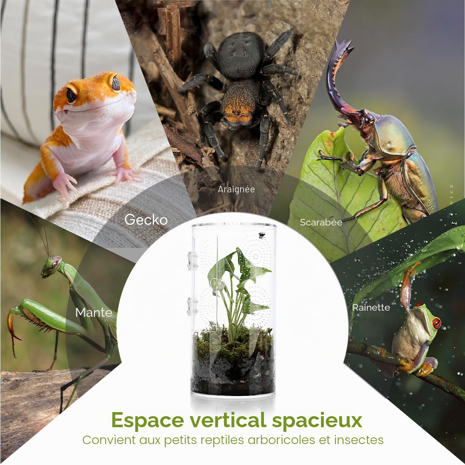 Terrarium Cylindrique, Vivarium Transparent à 360° - Terrarium Phasme en Acrylique, Boîte d'Élevage pour Reptiles, Araignée, Escargots, Mante Religieuse, Lézard, Rainette, Coléoptère