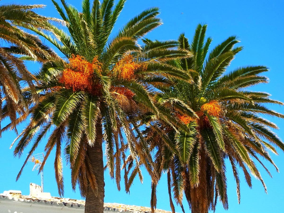 Amazon.com : TomorrowSeeds - Canary Island Date Palm Tree Seeds