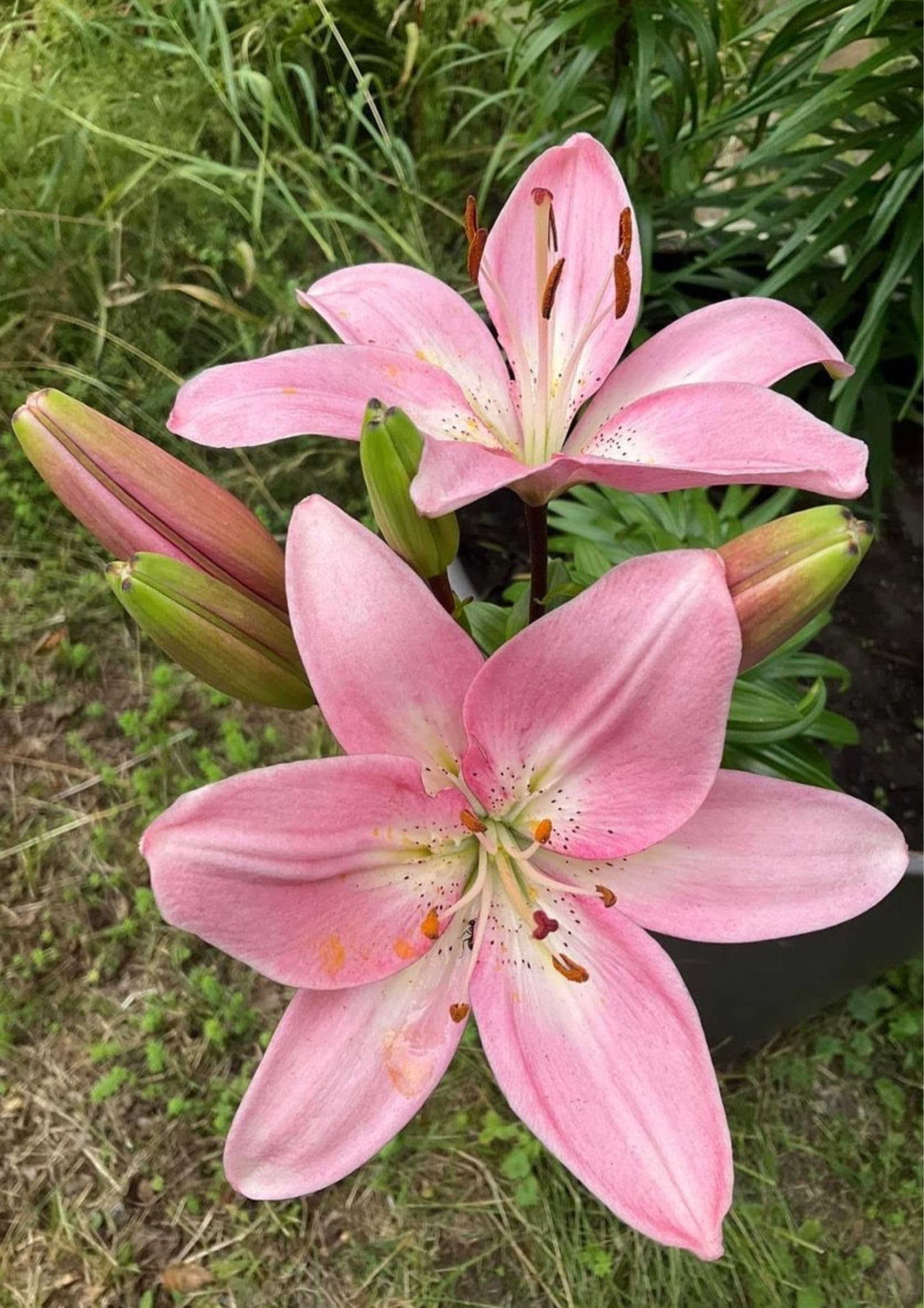 Holland Imported Pink Color Asiatic Lily Flower Bulbs For Gardening (Pack Of 1 Bulbs)