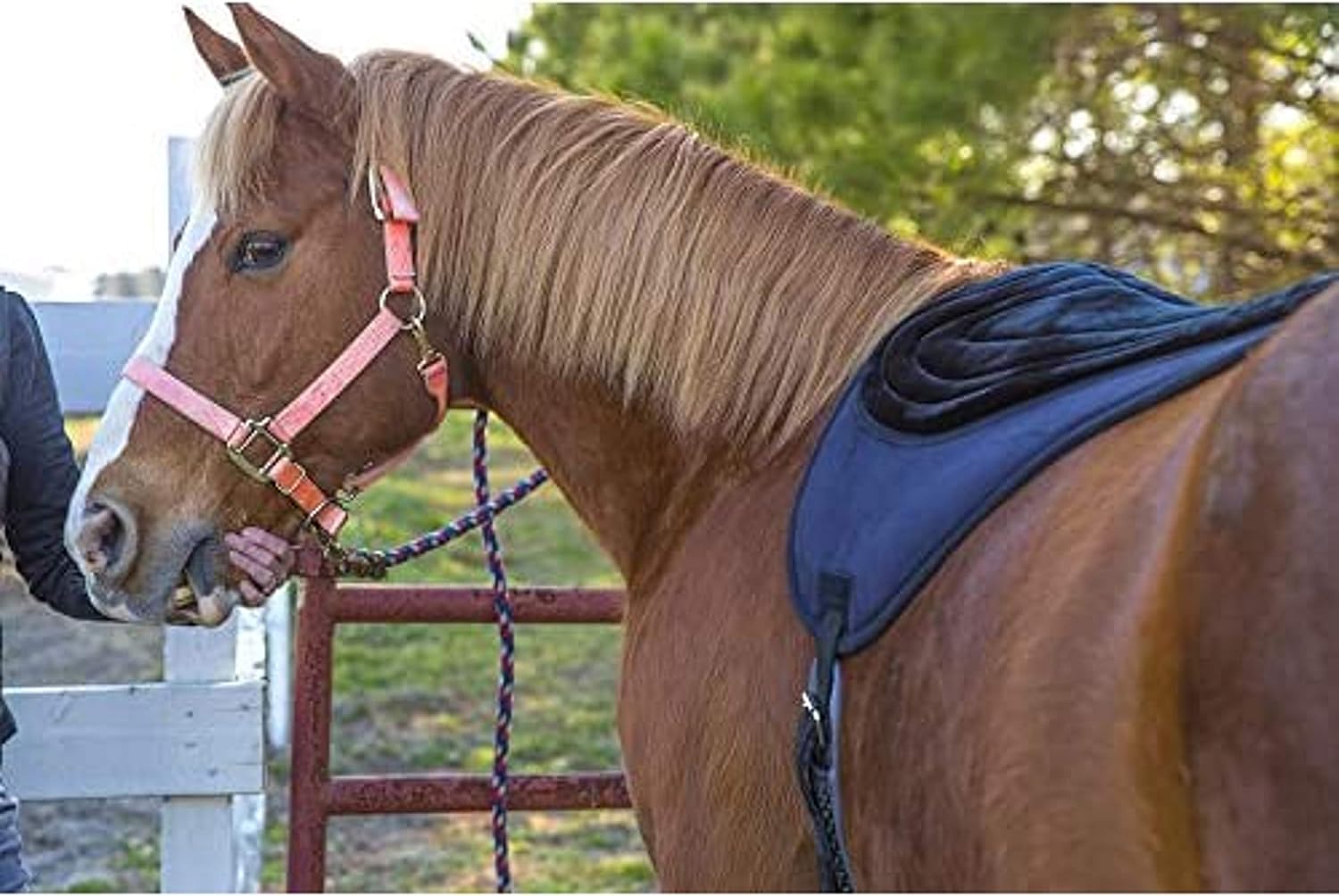 Intrepid International Comfort Plus Bareback Pad, Black, 21-3/4 in x 22"