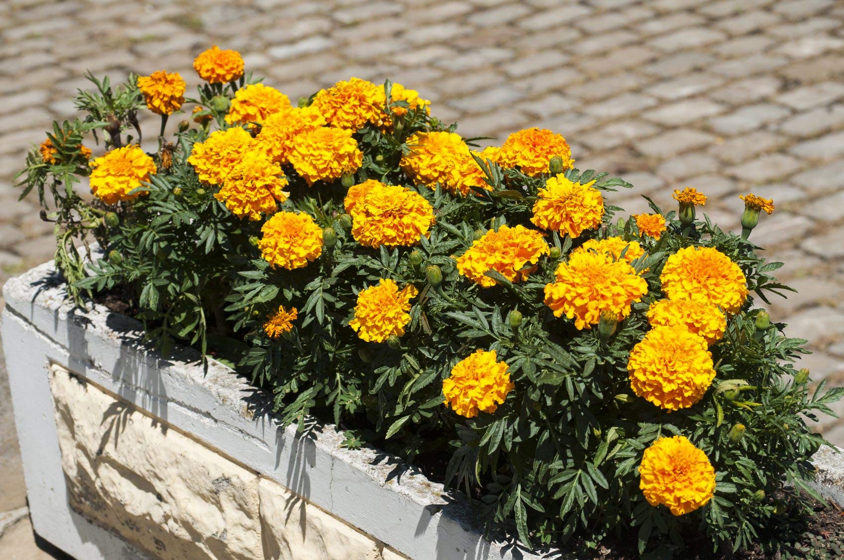 Red and Yellow Dwarf Marigolds - My Secret Gardens-image-27