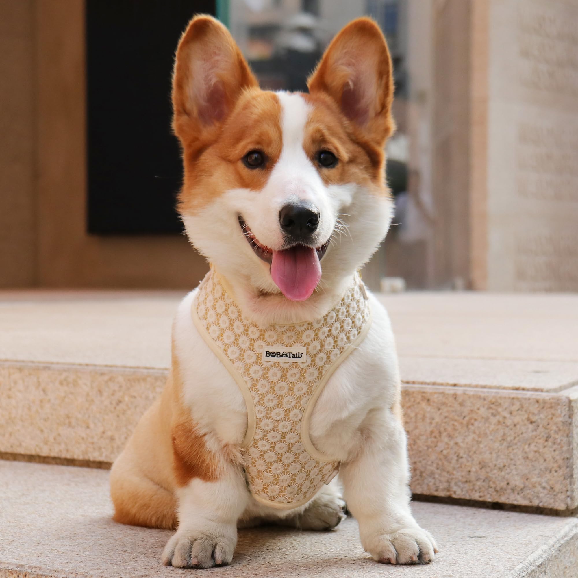Hundegeschirr – Verstellbares No-Pull Geschirr für Kleine & Mittelgroße Hunde, Stylisches Leopardenmuster für Spaziergänge, Strand & Reisen