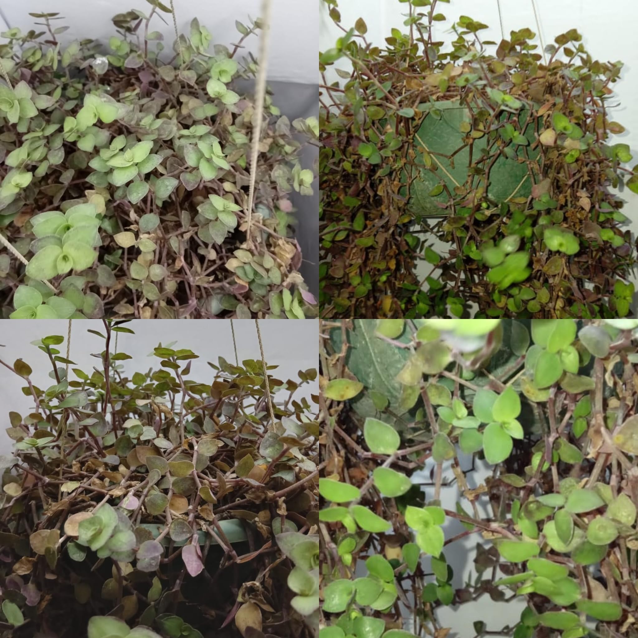 See full amazon price history chart for SISA GARDEN Live hanging plants with Hanging busket for Home | balcony decoration (Turtle vine) SISA GARDEN Live hanging plants with Hanging busket for Home | balcony decoration (Turtle vine) (B0D5BP4L9Y) Amazon Price History, Amazon Price Tracker