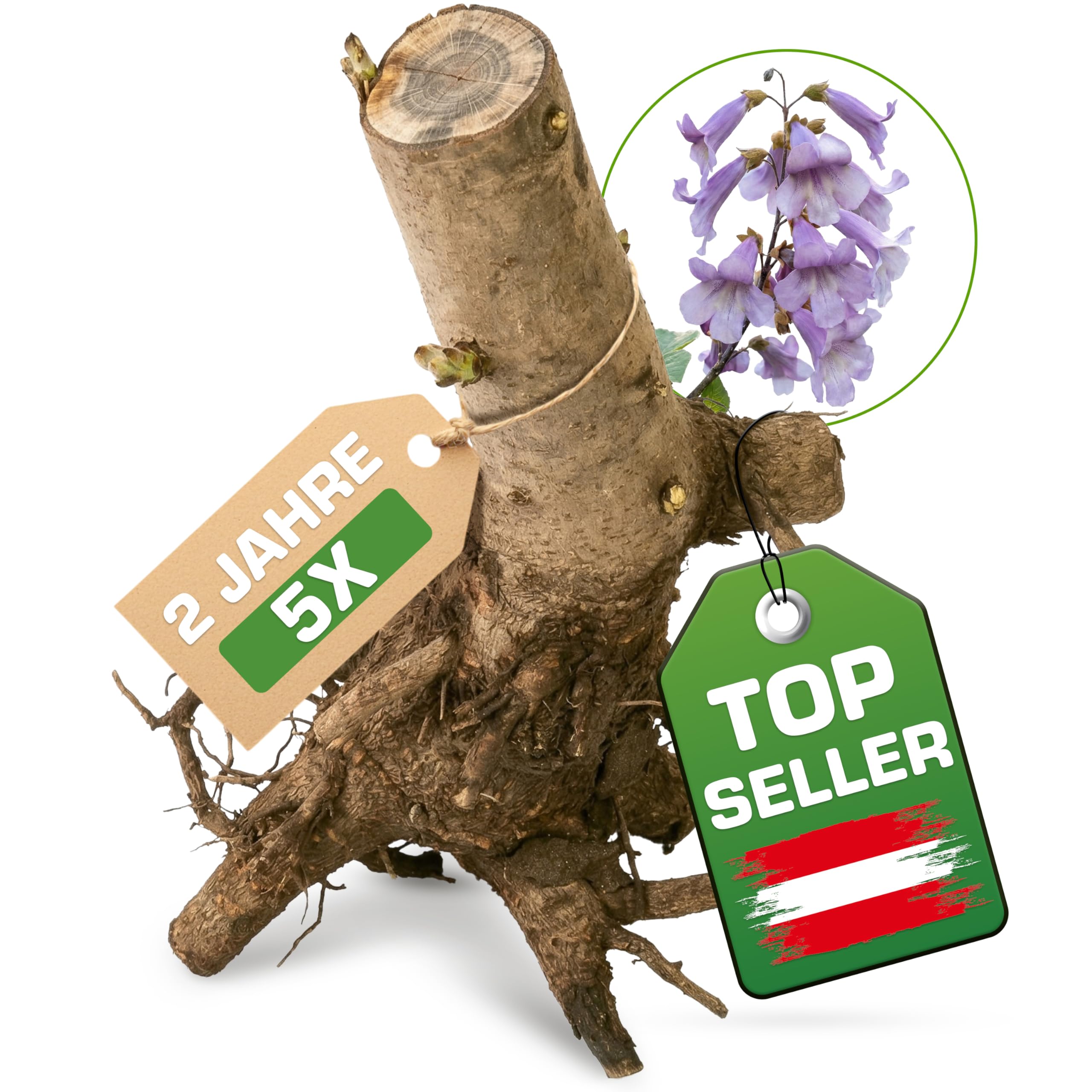 5x Blauglockenbaum Paulownia Shandong – 2-jähriger Wurzelstock – schnellwachsender Kiribaum mit blauvioletten Glockenblüten – winterhart bis ca. -15 °C – Zier-, Schatten- & Wertholzbaum