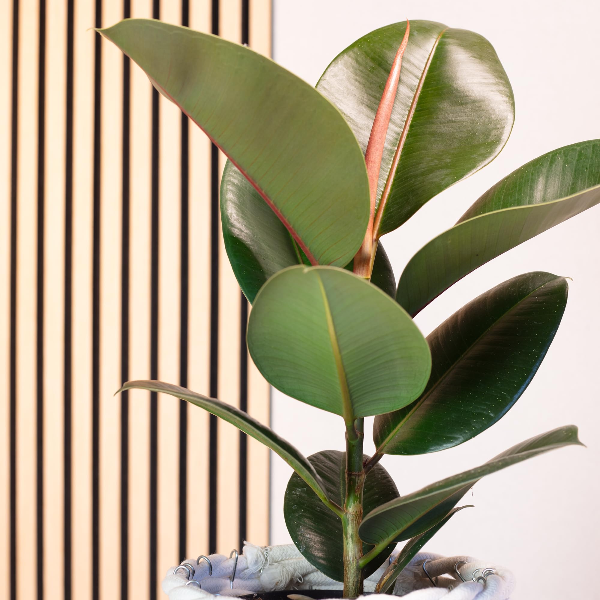 Gummibaum - pflegeleichte Zimmerpflanze, Ficus elastica 'Robusta' - Höhe ca. 50 cm, Topf-Ø 17 cm