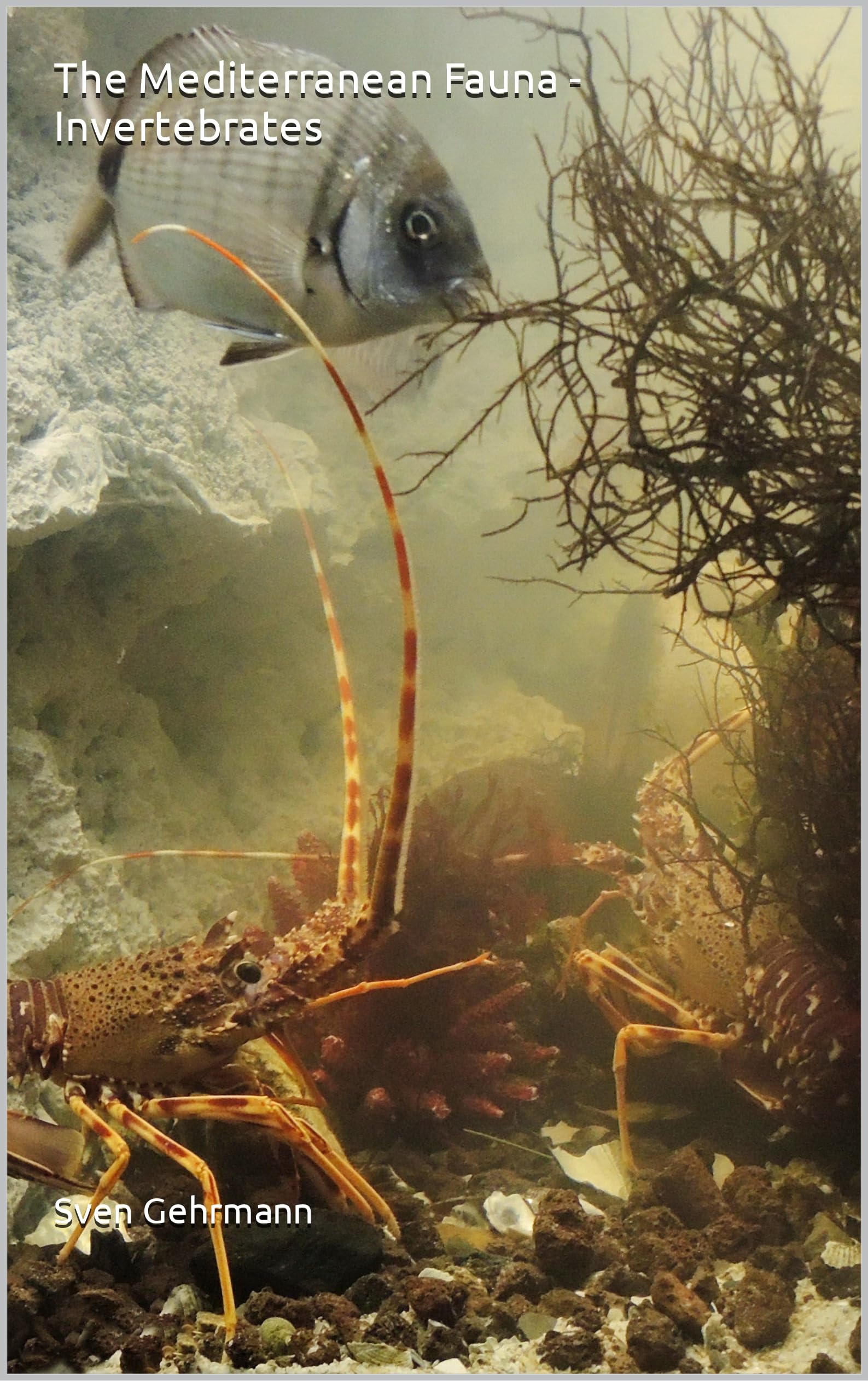 The Mediterranean Fauna - Invertebrates