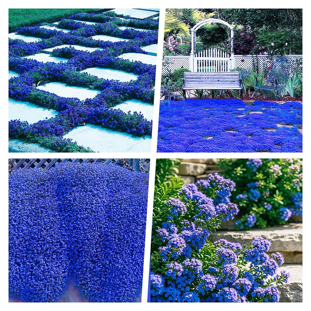 30000+ Creeping Thyme, Carpet Spreading Thyme Perennial Hard Ground Cove (Blue)