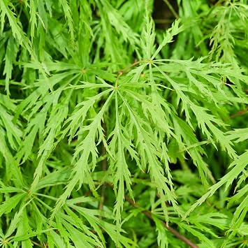 Acer palmatum 'Dissectum' | Japanese Maple Deciduous Potted Trees for Small Gardens | Premium Bushy Plant Shrub Tree in Pot 80-100cm Incl. Pot
