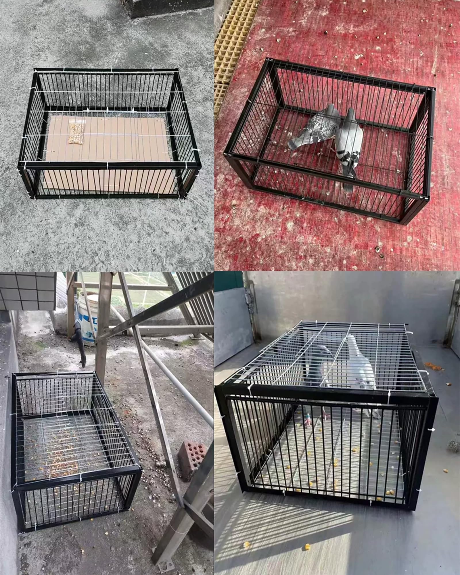 Trampa para pájaros - Puerta de gallinero para palomas, palomas y loros - Atrapasuepájaros - Ideal para atrapar pájaros - Diseño duradero y fiable
