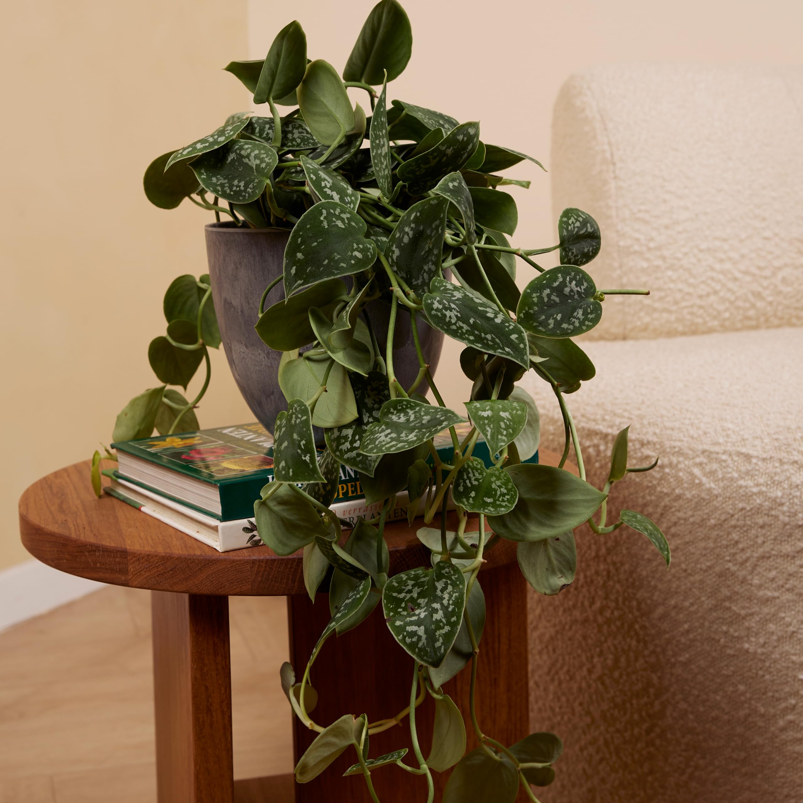 Bloomique - Scindapsus Pictus - Silvervine - Plante retombante - Convient également comme plante grimpante - Plante d'intérieur - Purificateur d'air - Facile d'entretien - Hauteur 20-25 cm - Pot 15 cm
