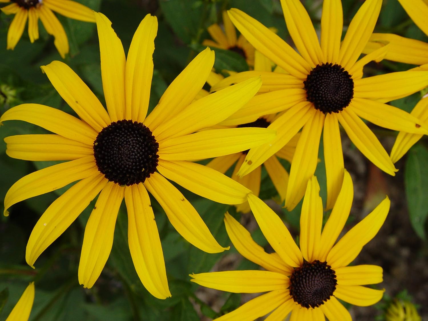 Rudbeckia fulgida Viette's Little Suzy ('Blovi') (Black Eyed Susan) Perennial, yellow flowers, 1 - Size Container