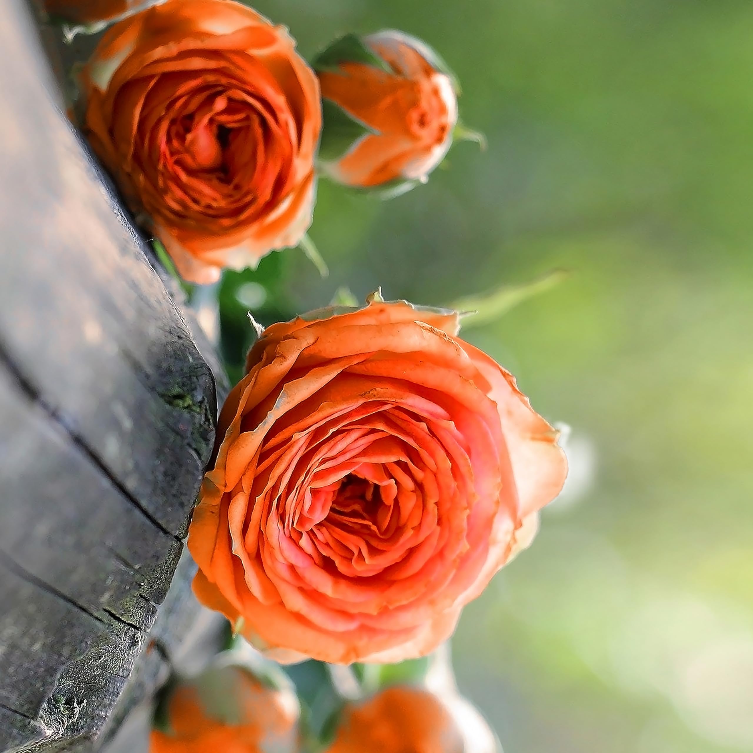 Orange Lovers Meeting Climbing Rose Live Plant in 2L Pot Hardy Outdoor Climber Vibrant Orange Blooms Perfect for Trellis Walls and Garden Arches