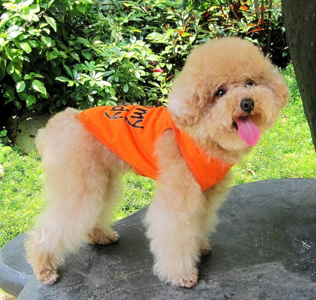 Hundekleidung Dinosaurier-Shirt – Aus Weicher Baumwolle, ärmellos, Für Kleine Hunde/Katzen (XS–XL), Maschinenwaschbar