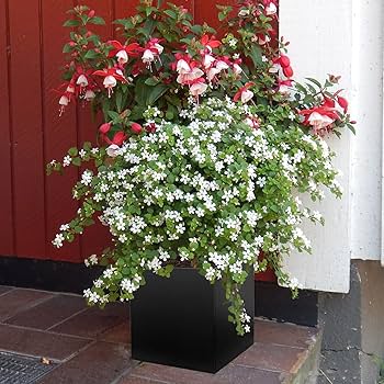 フラワー・ガーデニング SRL . SQUARE-2 / W-BOARD Black フラワー・ガーデニング SRL . SQUARE-2 / W-BOARD Black SRL