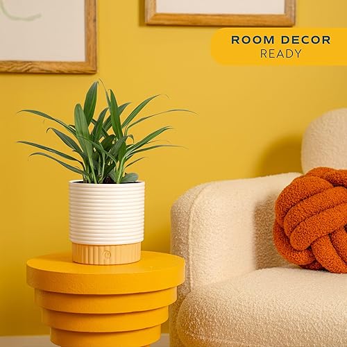 Miniatura 2 de Costa Farms Planta Live Pothos, hiedra del diablo surtida en maceta decorativa, fácil de mantener, planta de interior purificadora de aire,