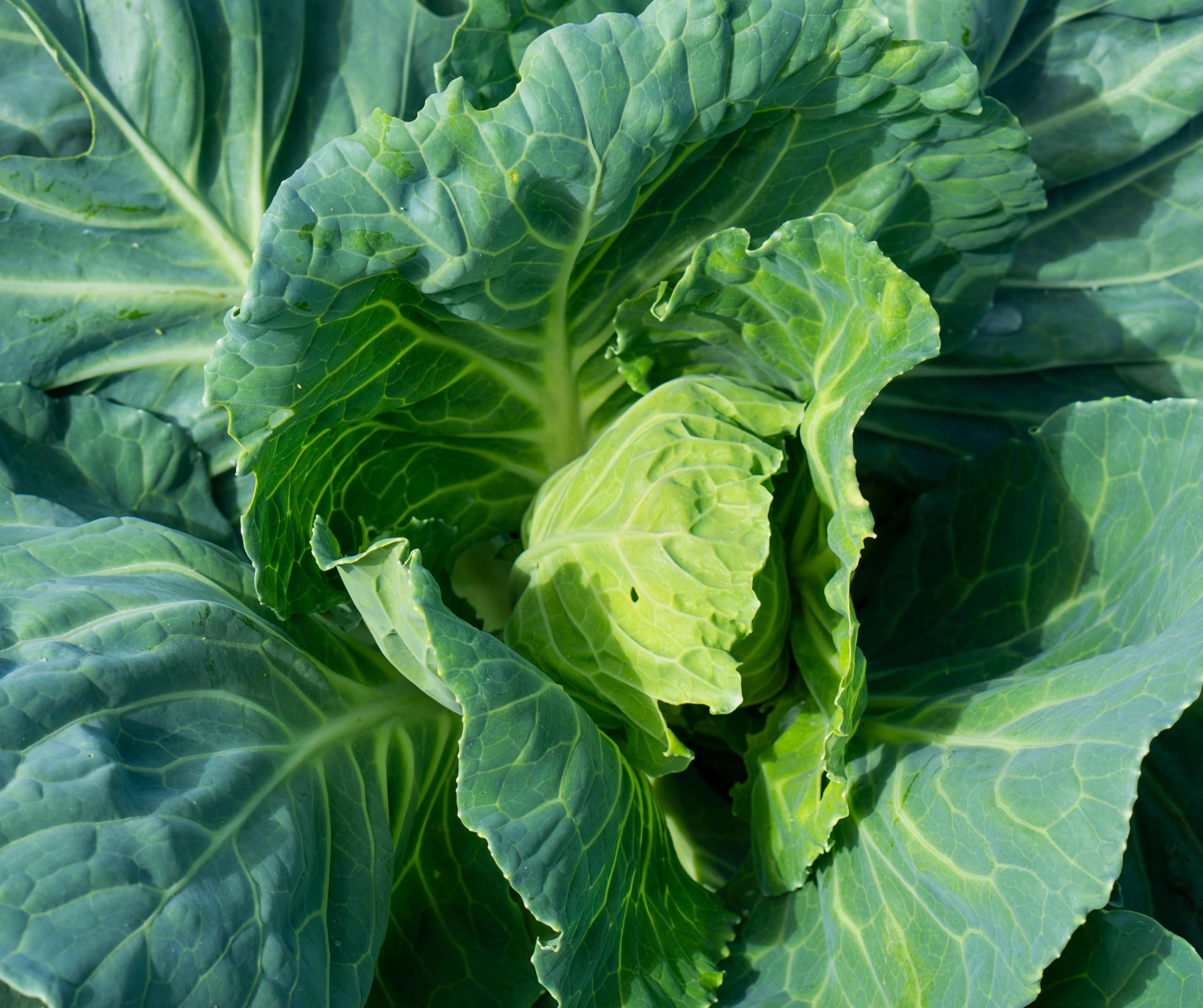 Cabbage Plants, 'Spring Greens', 12 x Large Plant Pack, Cabbages, Grow Your Own, Garden Veg, Garden Ready and Ready to Plant, Premium Quality Vegetables