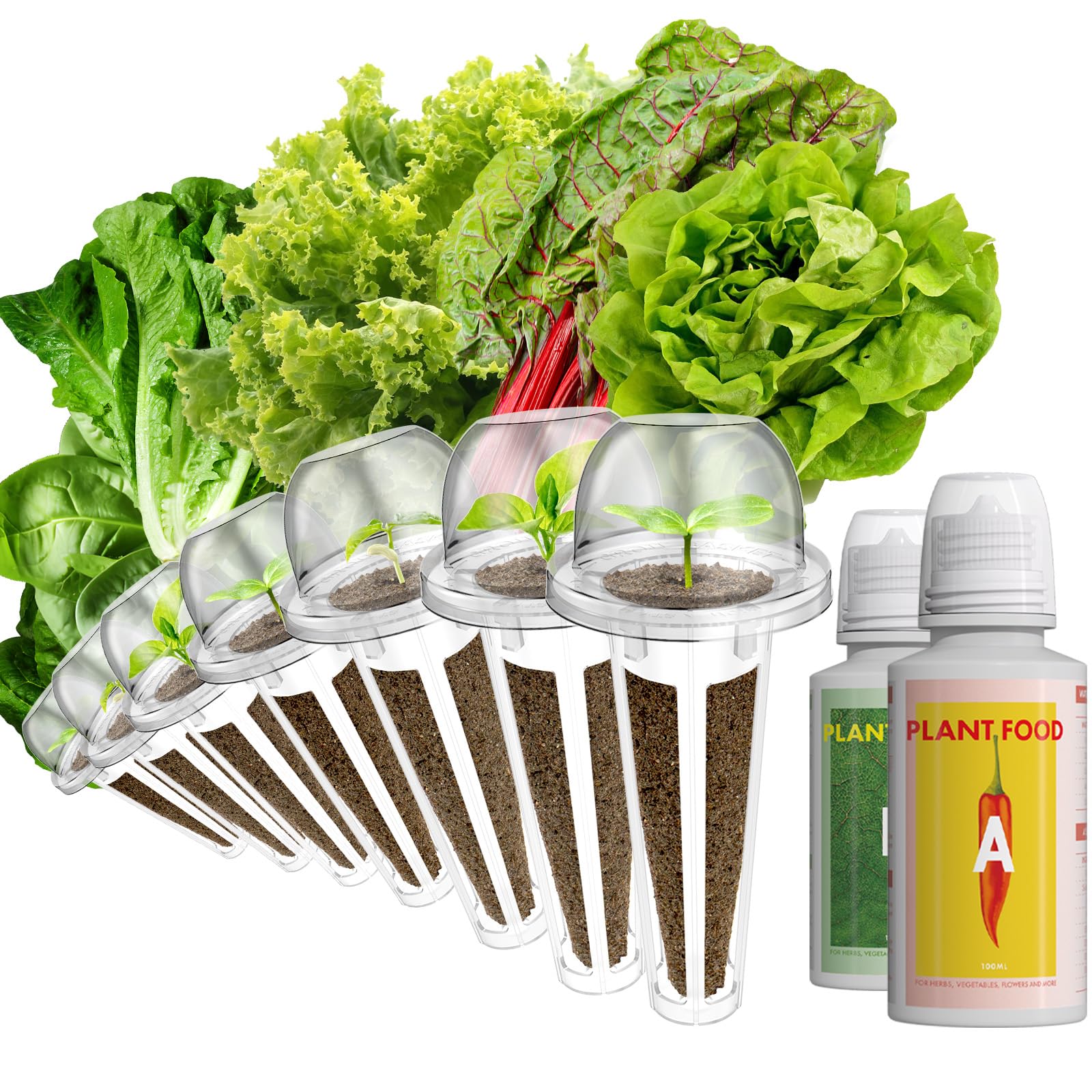LYKOCLEAN Salad Buttercrunch Lettuce Seeds Kit