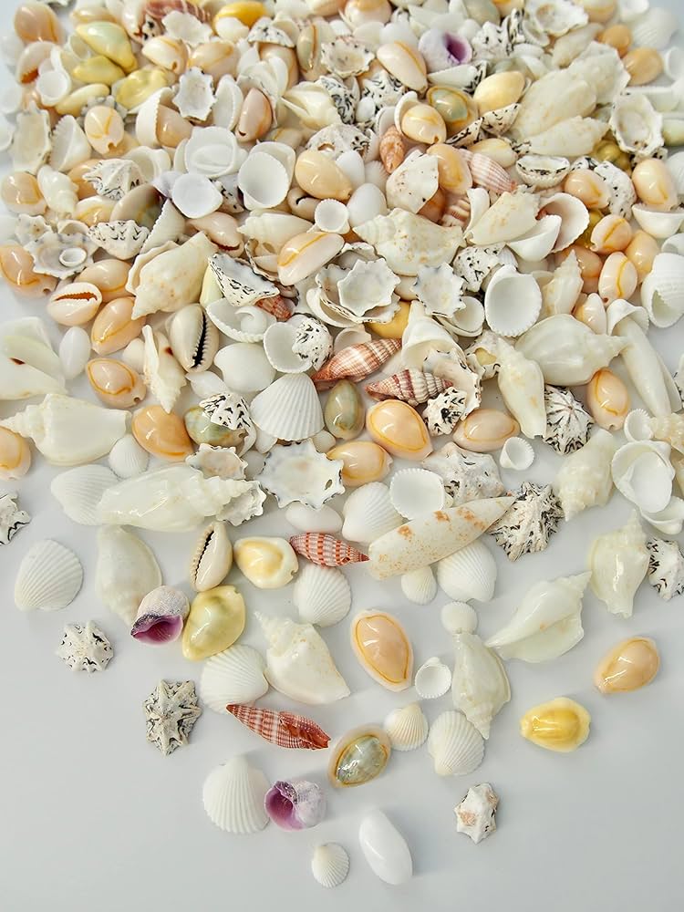 Amazon.co.jp: 【貝殻の問屋さん】貝殻セット ミックスシェル（約10