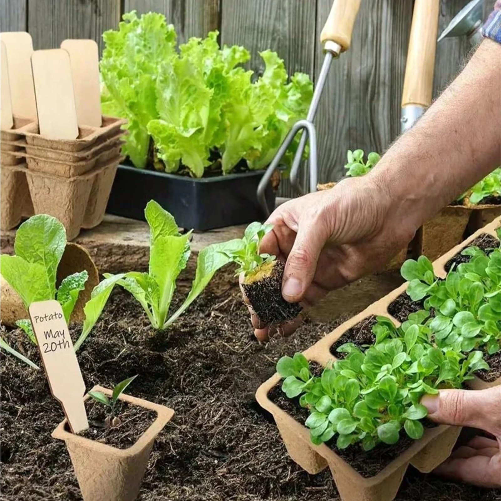 Anzuchtschale 10/12Grids Zell-Kindertöpfe for Sämling-Starter-Tablett, biologisch abbaubarer Zellstoffbecher, Gartenpflanzen-Keimungswerkzeug für Pflanzen(20Pcs 10 Holes)