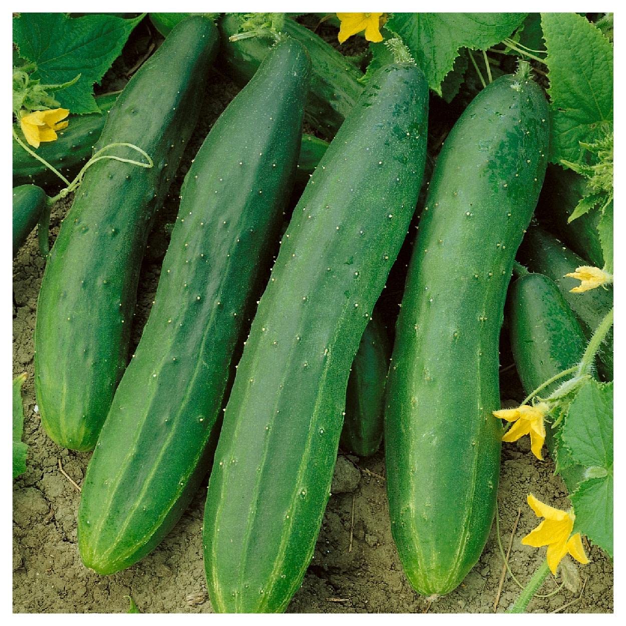 Everwilde Farms - 1 Oz Organic Straight Eight Slicing Cucumber Seeds - Gold Vault Packet
