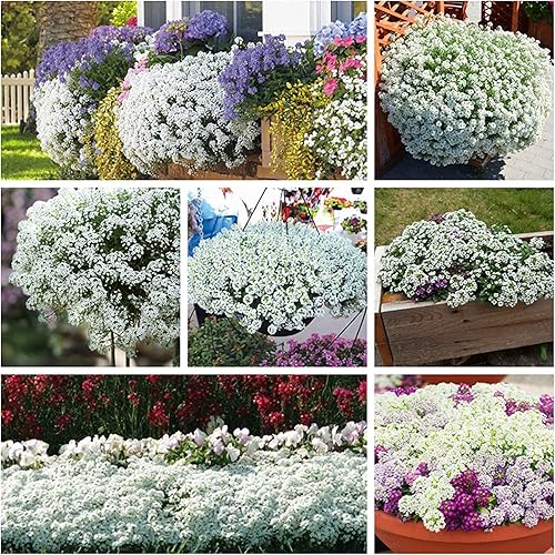 Semillas de trébol blanco Alyssum para plantar, cubierta de suelo rastrero, alfombra de nieve, tomillo blanco - Lobularia maritima (100 semillas)
