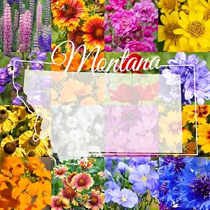 Montana Wildflower Seed Mix, 1/4 lb, Covers 800 sq ft, Multi-Color Perennial and Annual, Non-GMO, Attracts Pollinators