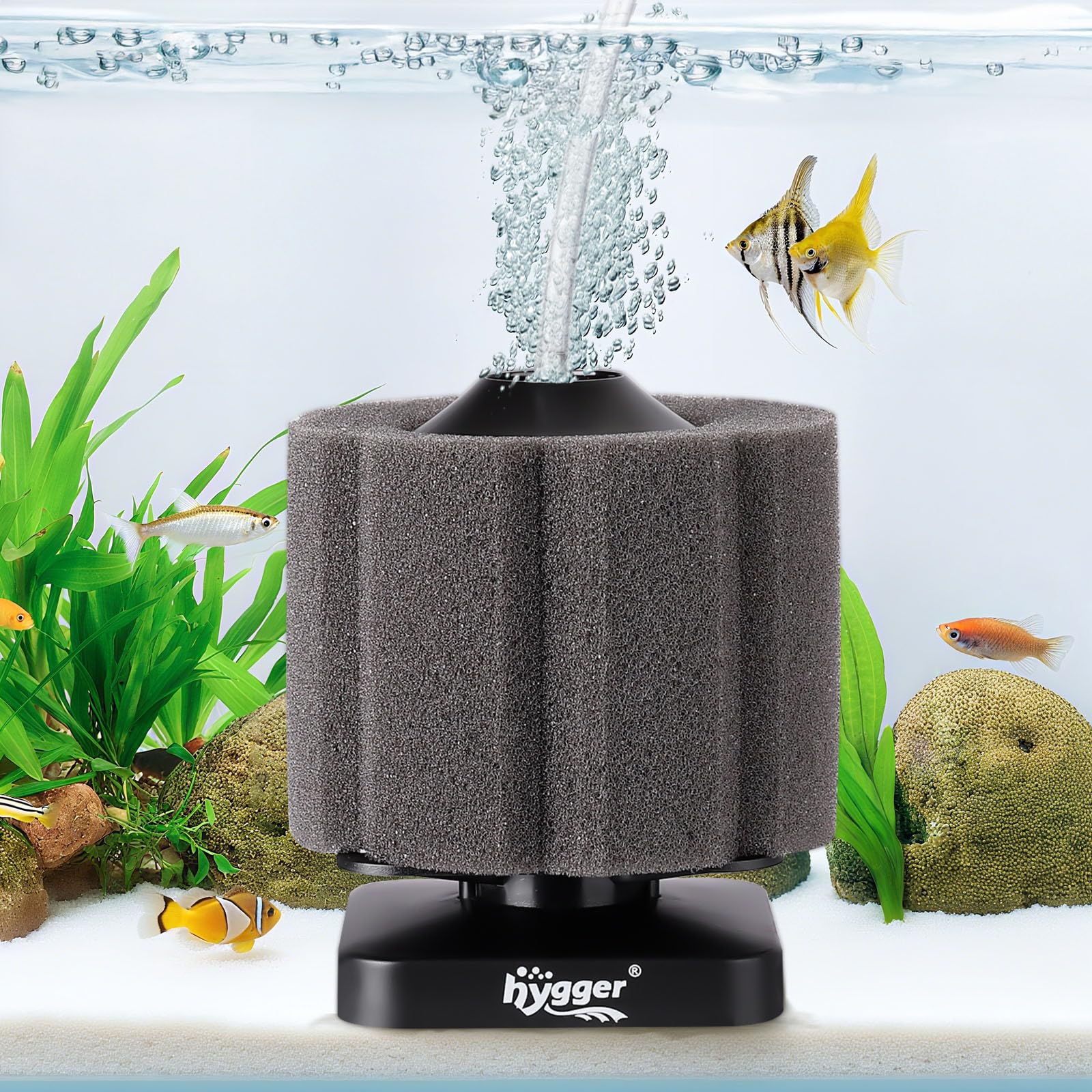 ピンポンパール6匹セット　60センチ水槽エアーフィルター付 楽天市場】ピンポンパール 金魚（フィルター・エアレーション器具