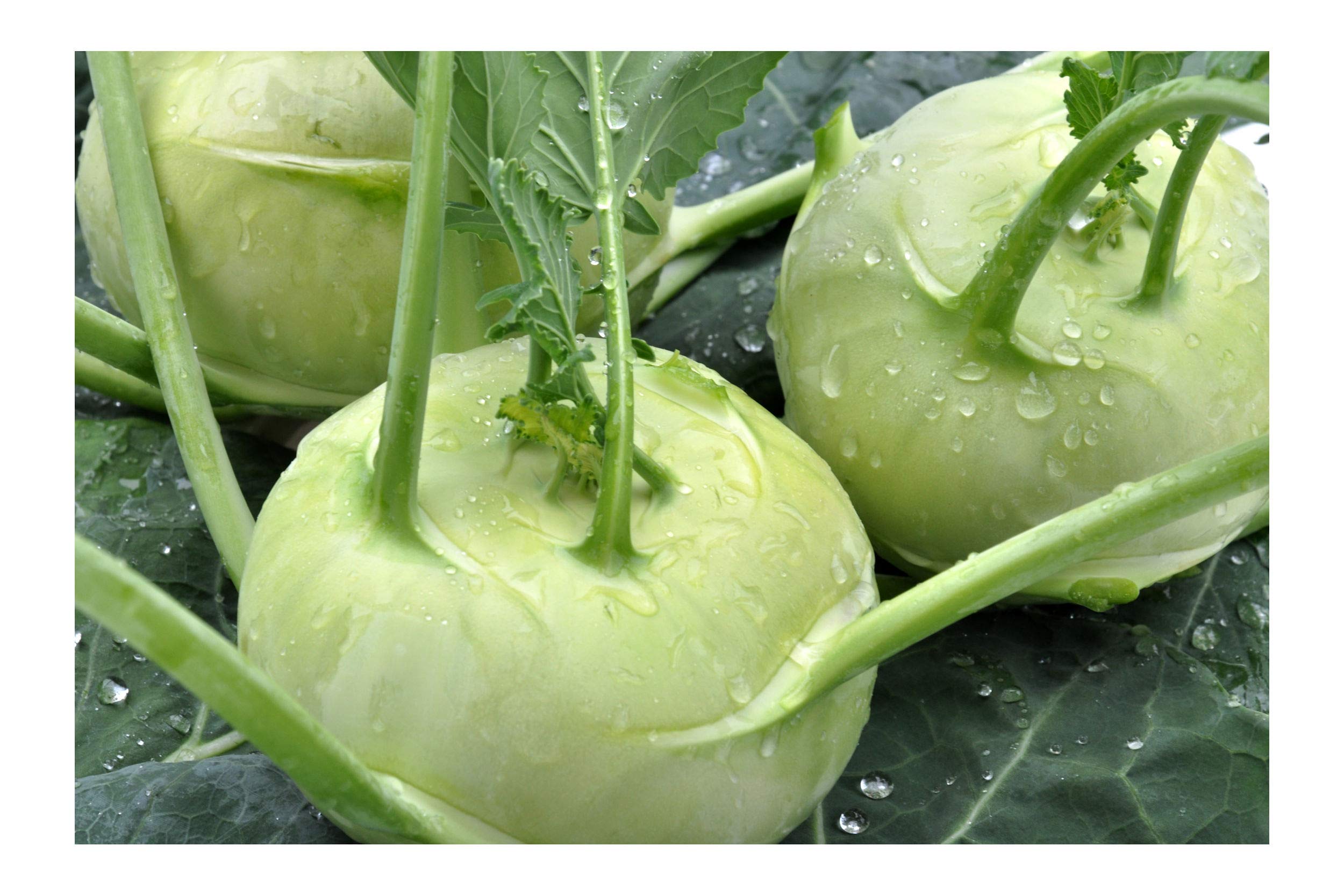 V Kohl Rabi D W A ￡0.99 thenationalherald.com