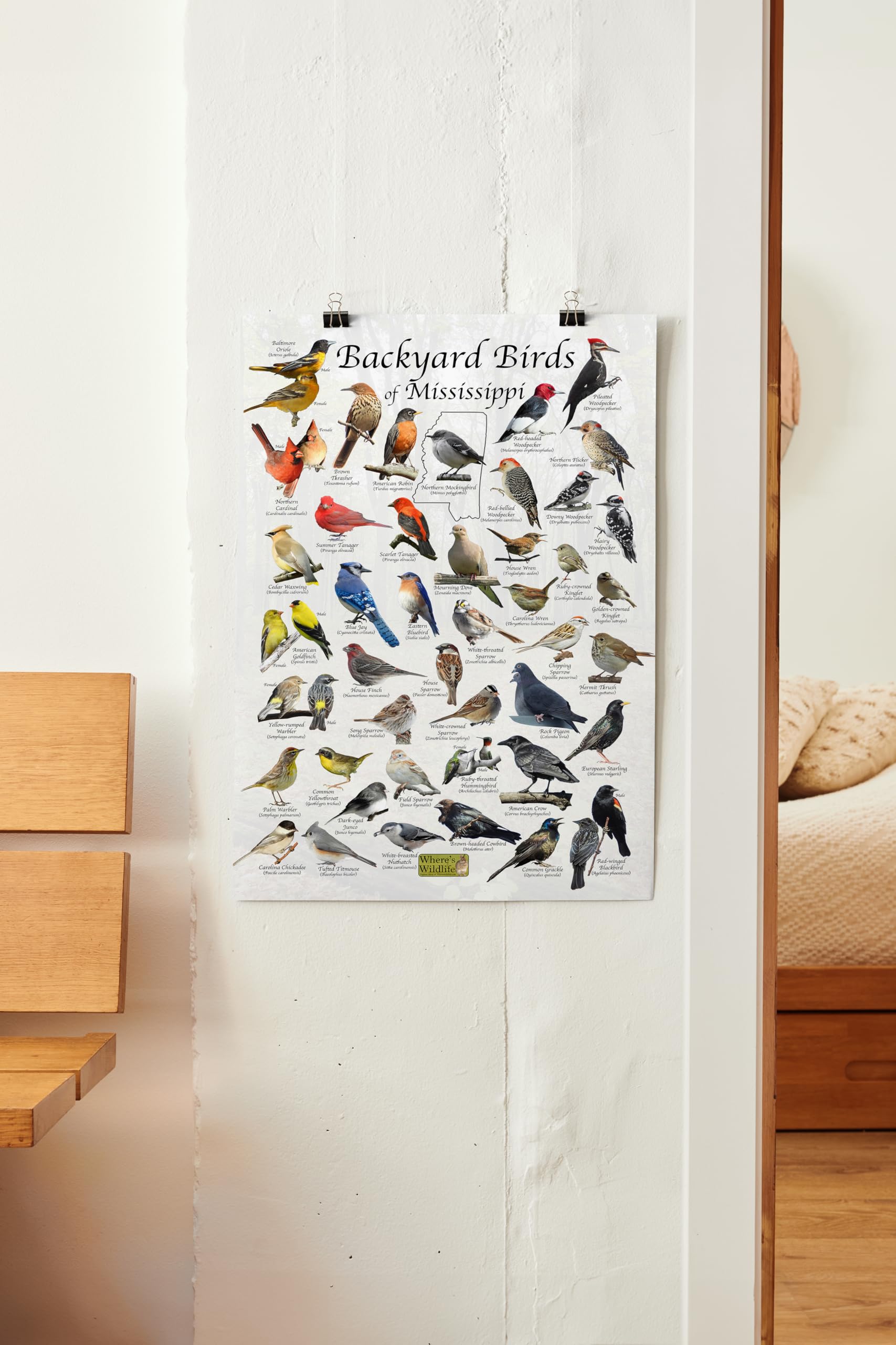 Mississippi Birds Identification Chart
