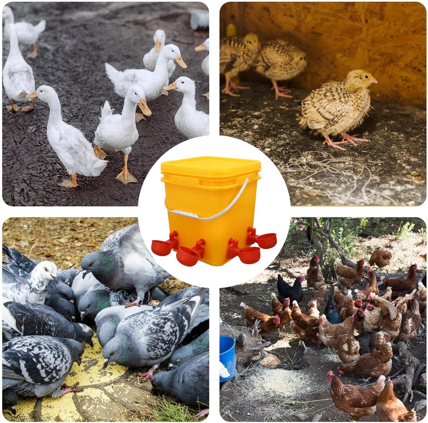 Poultry Feeder - Automatic Waterer Cup, No Waste Leakproof, Large Capacity Container, Livestock Supply Function, Top Performance Farm Category, Red Big Size for Geese Ducks Hens Turkey