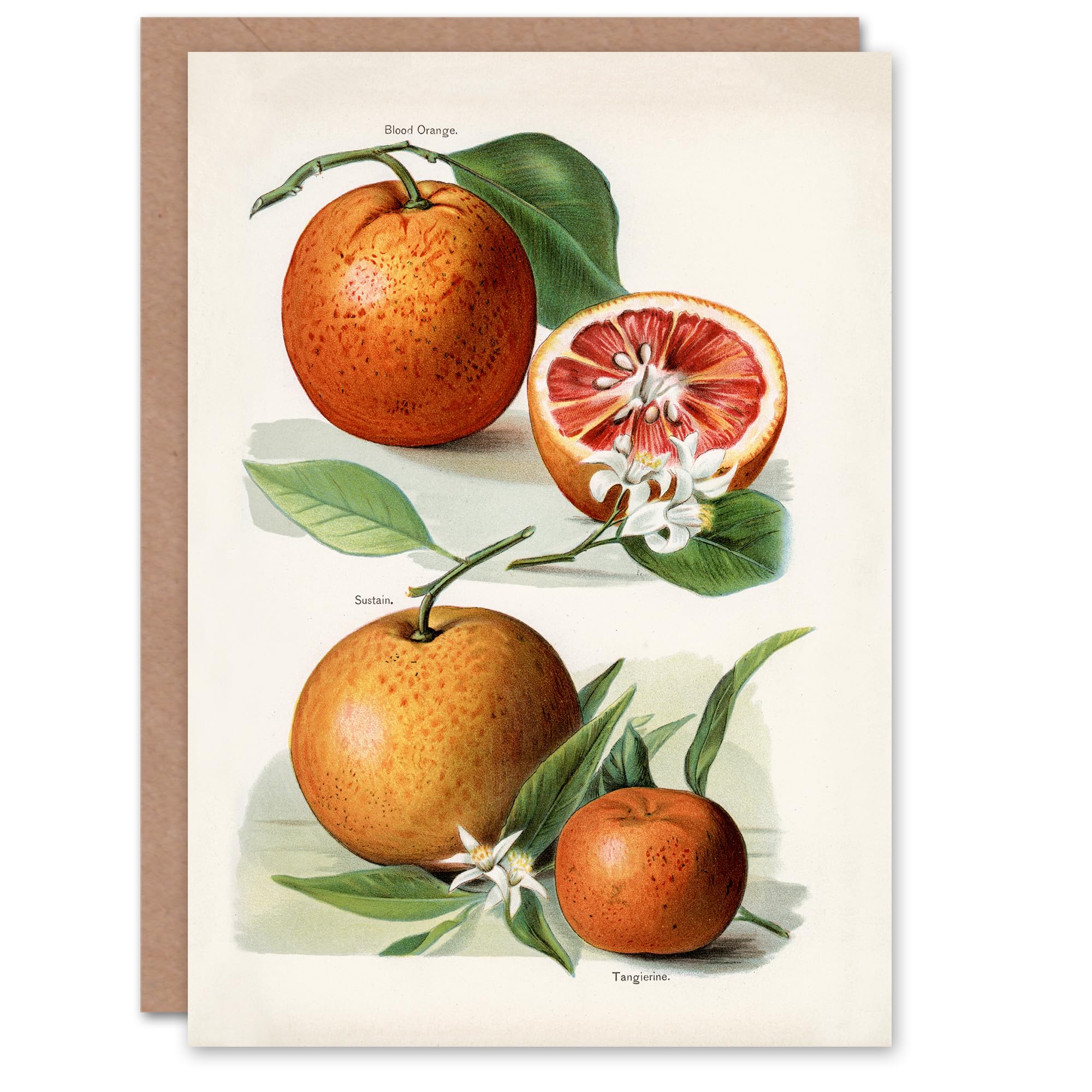 Artery8 John Wright Art Card Vintage Illustration of Orange Citrus Fruits