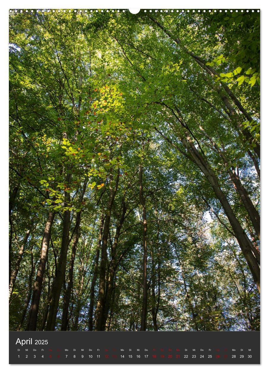 NATUR PUR - Die Wälder meiner Heimat (Wandkalender 2025 DIN A2 hoch), CALVENDO Monatskalender: Mit offenen Augen durch den Wald gehen (CALVENDO Natur)