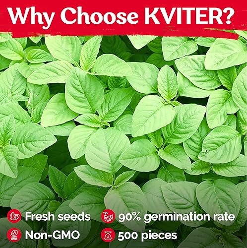 Miniatura 5 de KVITER 500 semillas de amaranto de hoja verde (Amaranthus Mangostanus) - Semillas de espinaca china orgánica/semillas de calaloo/Lu Hsien/Xian CAI