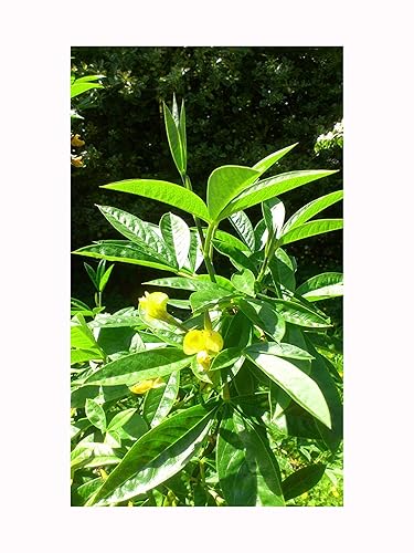 Evergreen Laburnum Piptanthus nepalensis Summer Flowering Shrub Easy to Grow