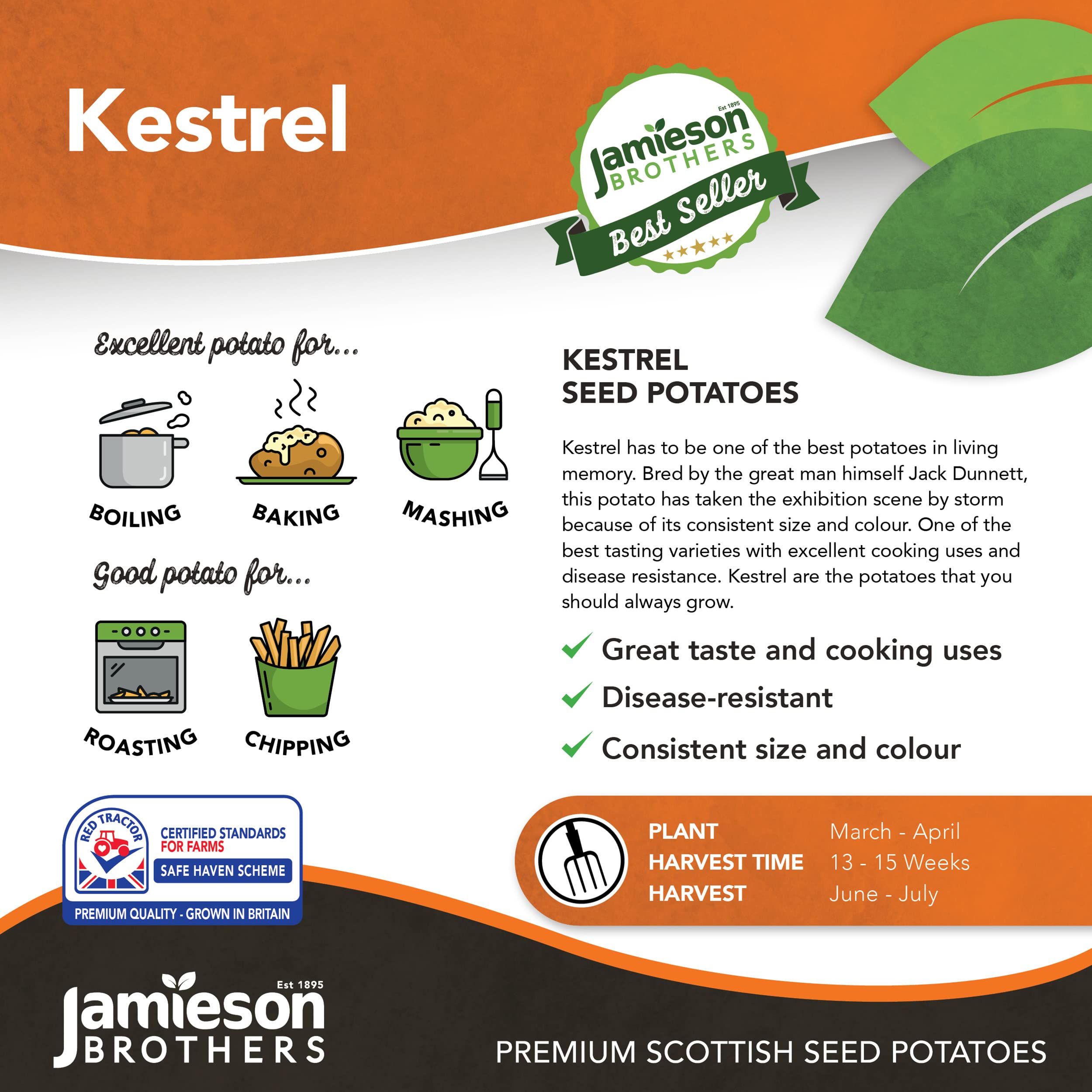 2kg Kestrel Seed Potatoes (Approx. 20-25 Tubers), Second Early Grow Your Own, for Boiling Chips & Roasting - Image 2