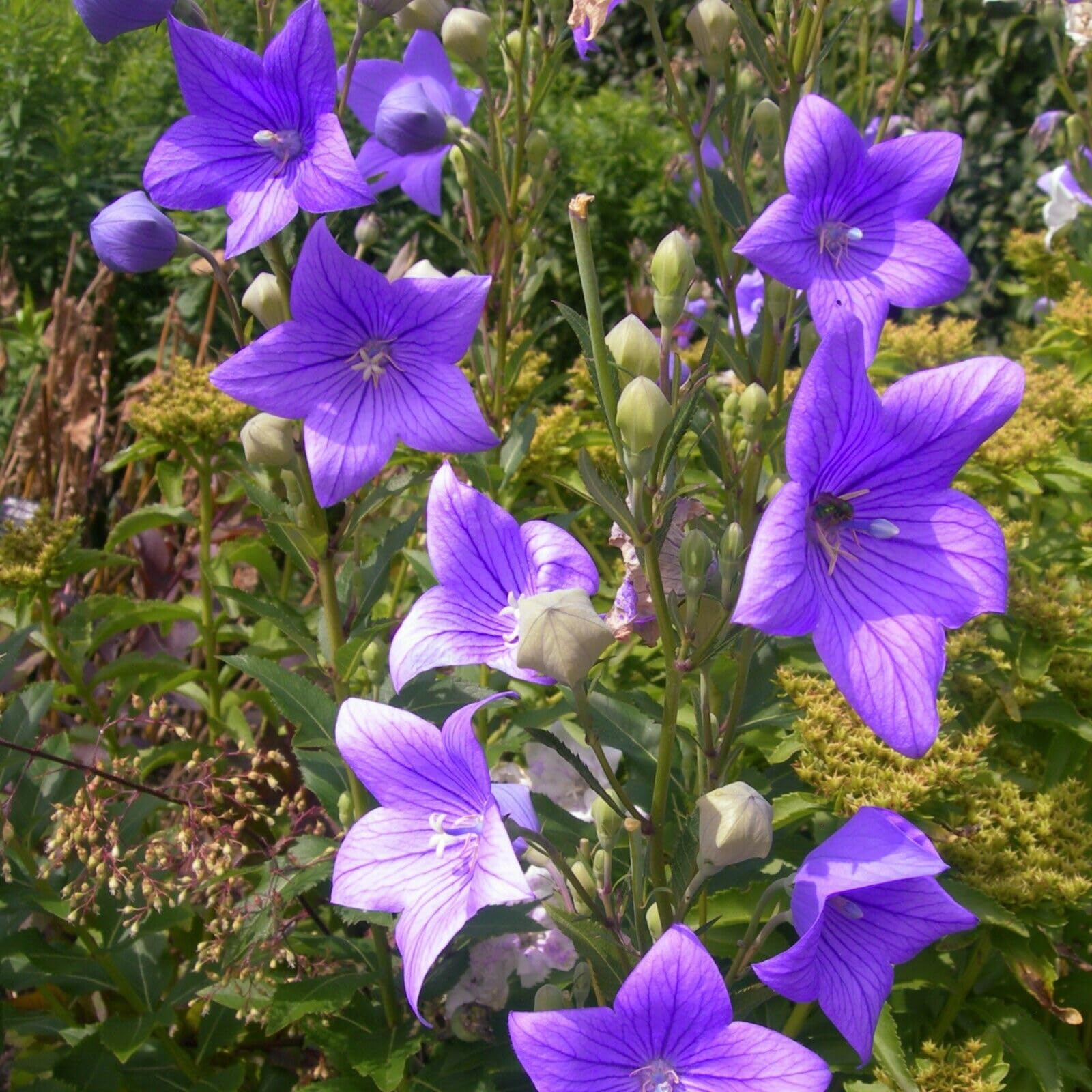 Platycodon Grandiflorus -Balloon Flower Blue 25 Seeds